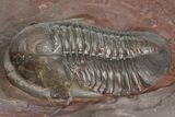 Colorful Proetid Trilobite - Jorf, Morocco #362846-1